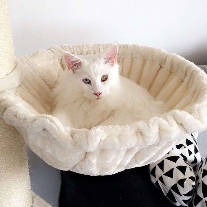 Hamac d’arbre à chat